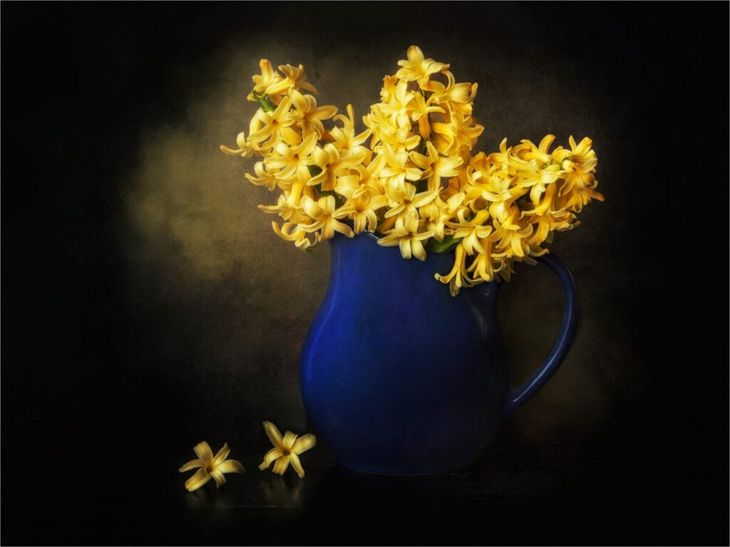 Monthly Trophy – January –  Chris Tidman - Three Yellow Hyacinths